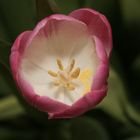 Die Tulpen meiner Frau 1