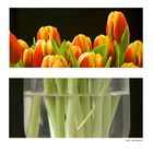 Die Tulpen meiner Freundin