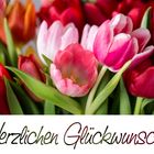 Die Tulpen sind dies Jahr spät dran ...