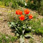 Die Tulpen sind wieder da!