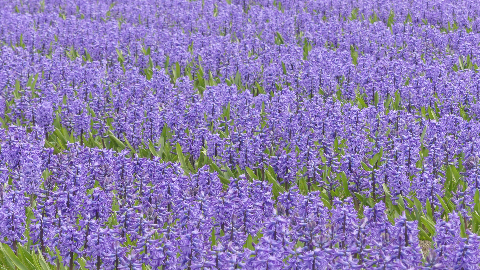 Die Tulpen- und Hyazinden-Felder von Plomeur