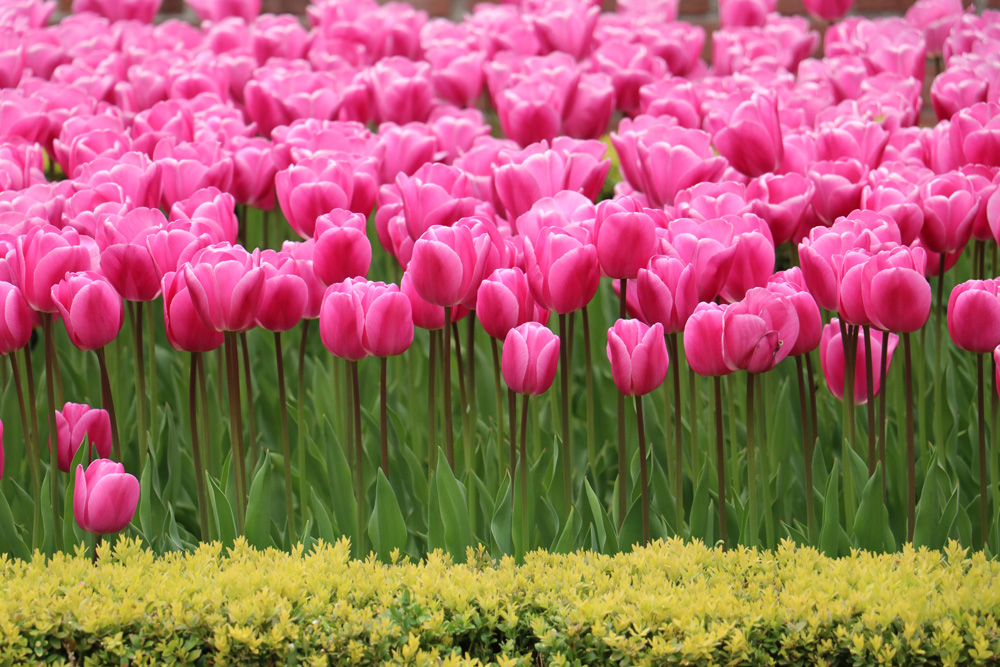 Die Tulpen vom Keukenhof