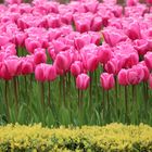 Die Tulpen vom Keukenhof