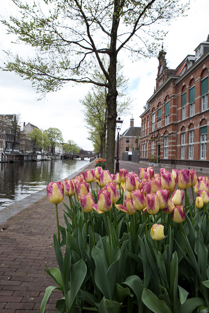 Die Tulpen von Amsterdam