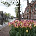 Die Tulpen von Amsterdam