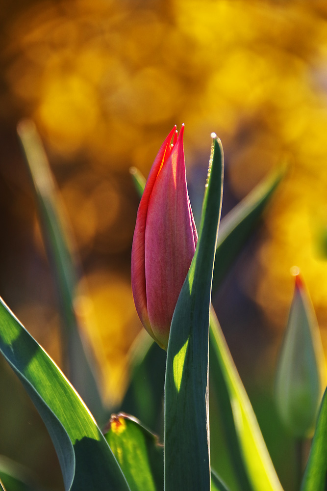 die Tulpen-Zeit beginnt ...