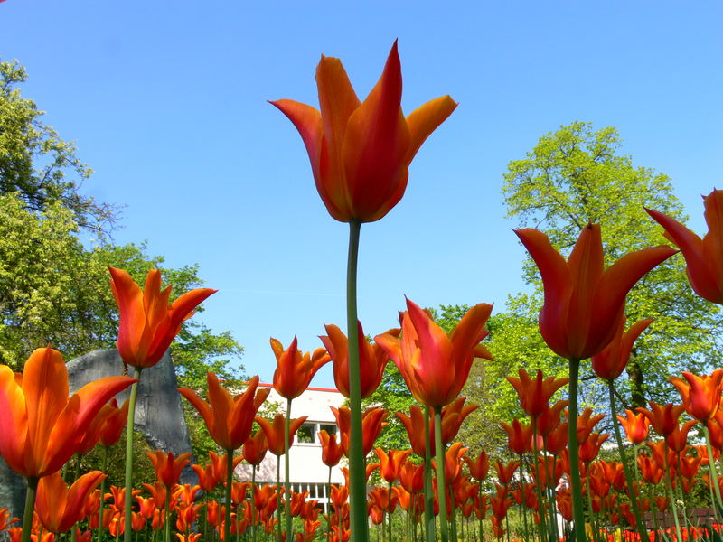 Die Tulpenarmee " Stillgestanden !! "