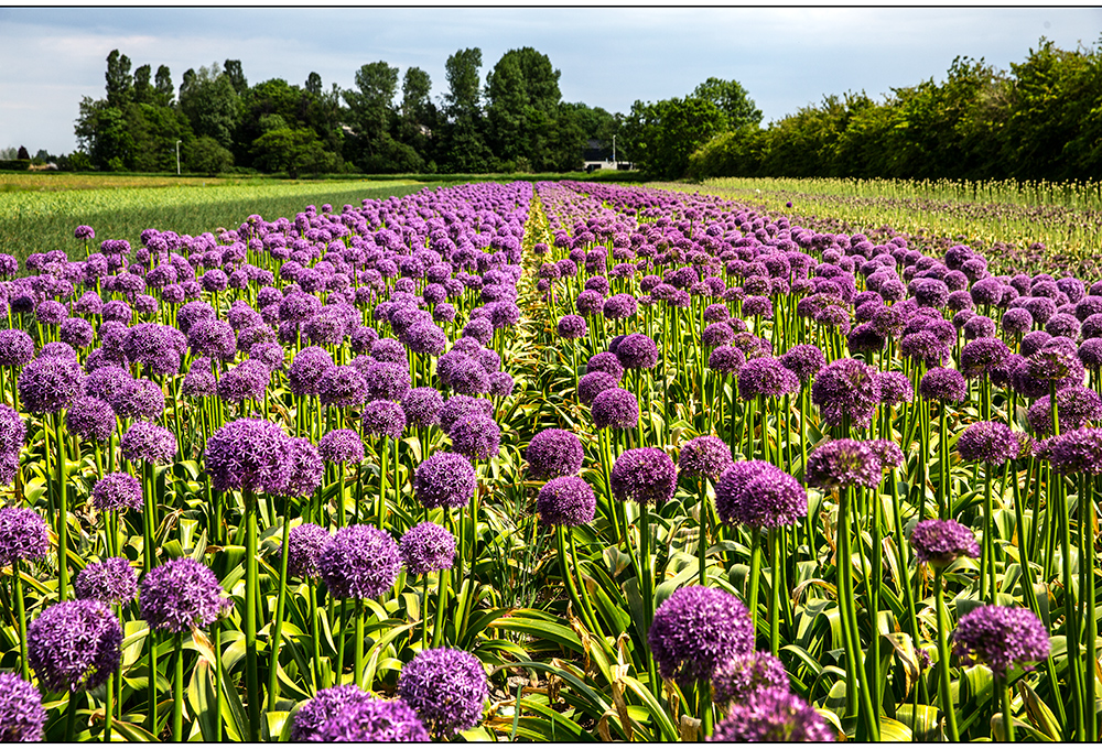 die tulpenblüte