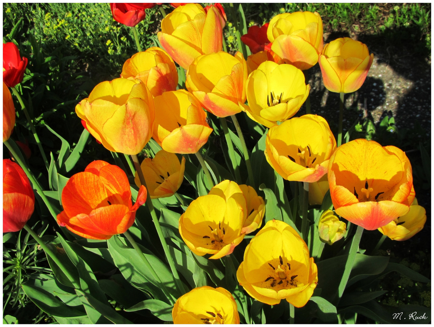 Die Tulpenblüte hat begonnen ,