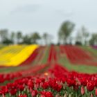 Die Tulpenfelder von Schwaneberg