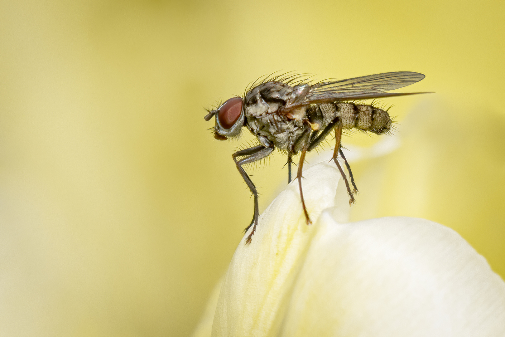 Die Tulpenfliege