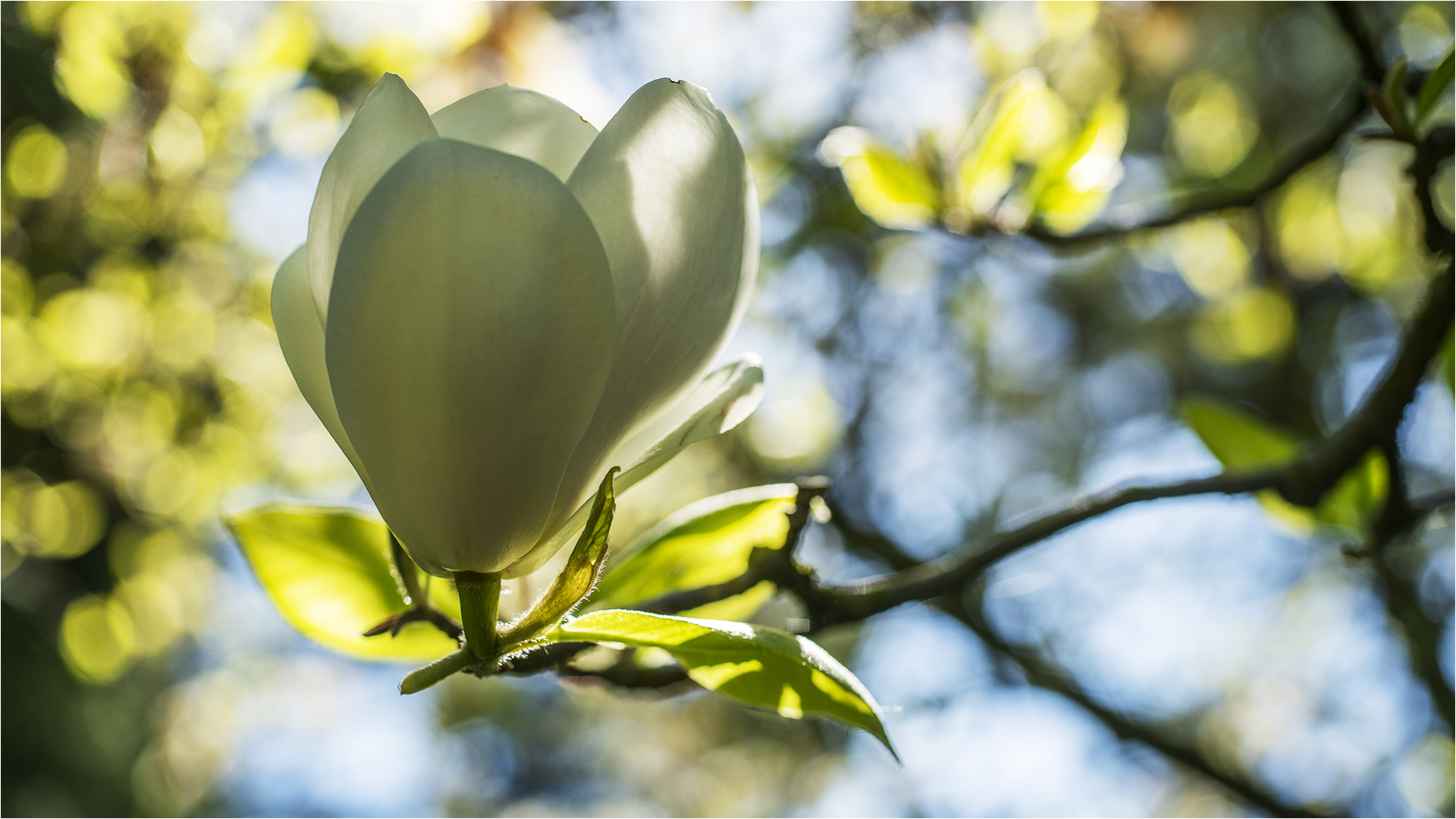 … Die Tulpenform der Magnolienblüte…