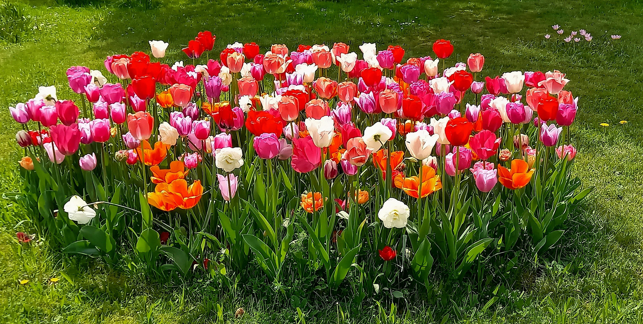 die Tulpeninsel