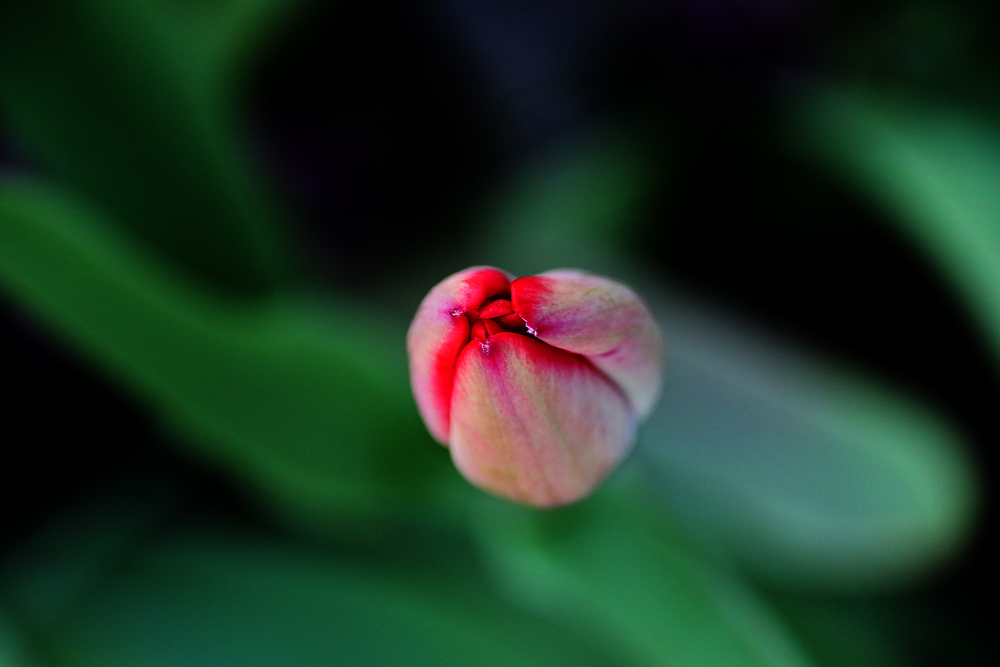 die Tulpenknospe von oben