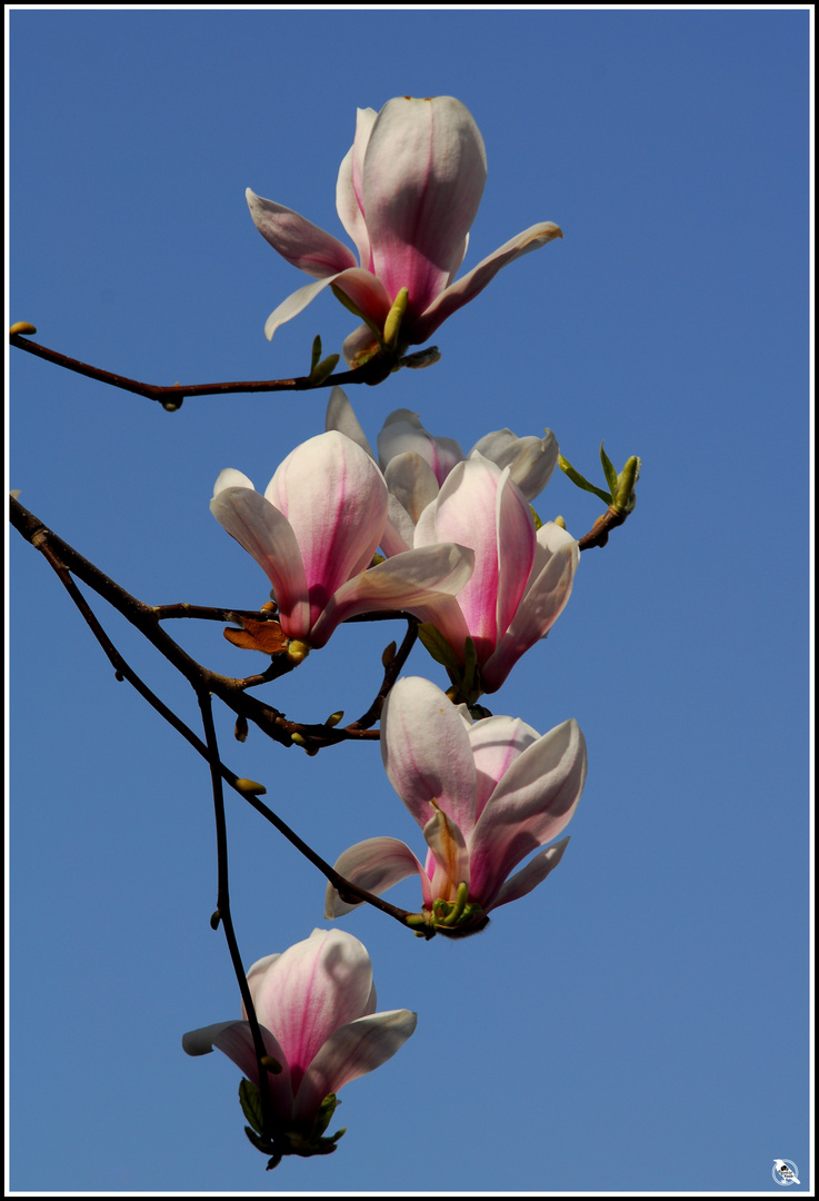 Die Tulpenmagnolie