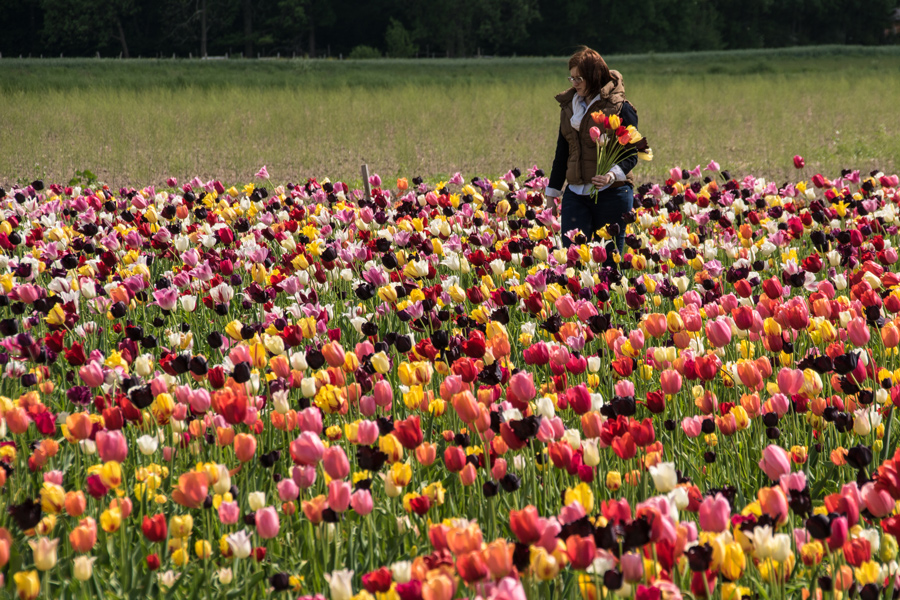 Die Tulpenpflückerin