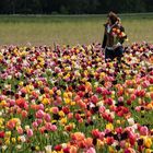 Die Tulpenpflückerin