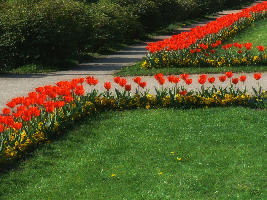 Die (Tulpen)Polonaise...