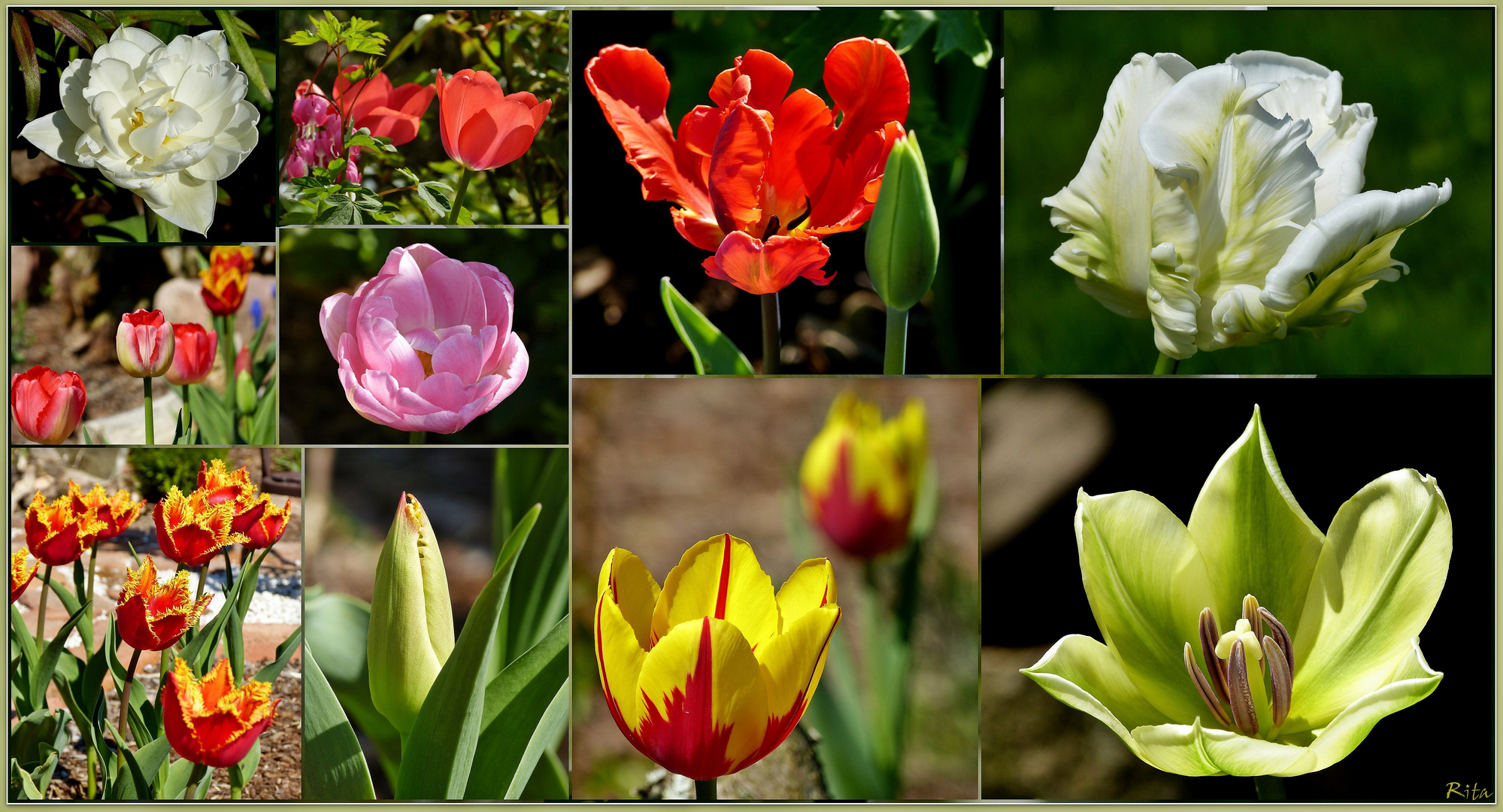 die Tulpenvielfalt...