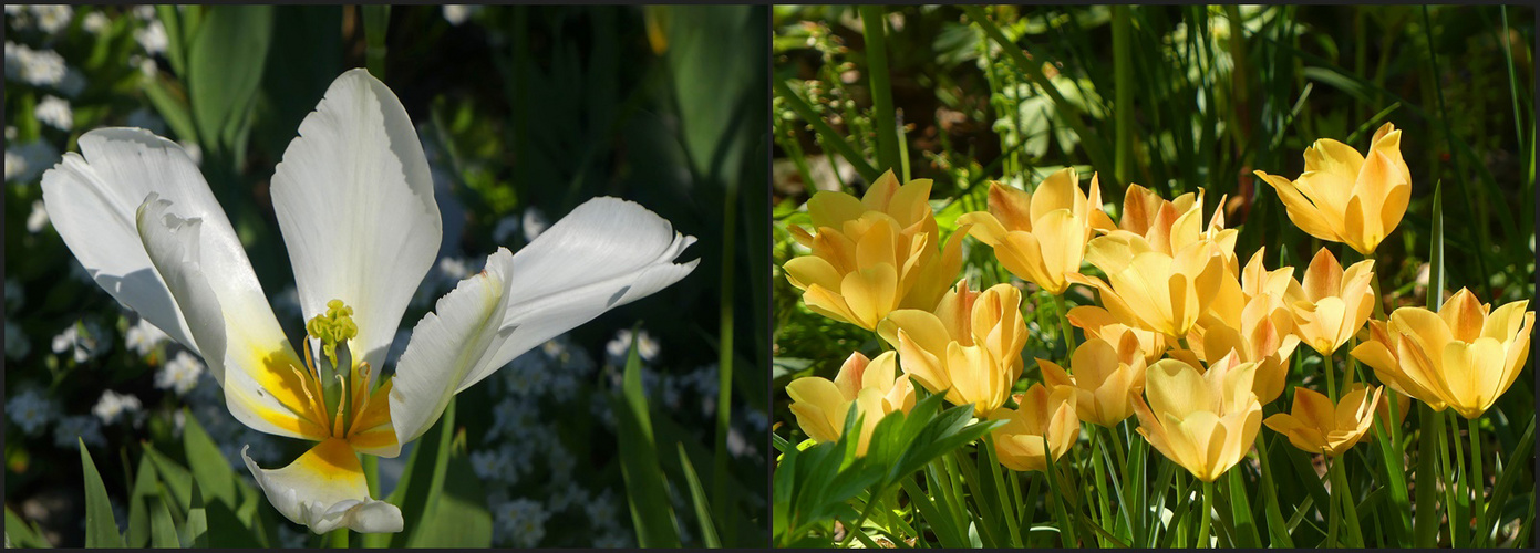 Die Tulpenzeit