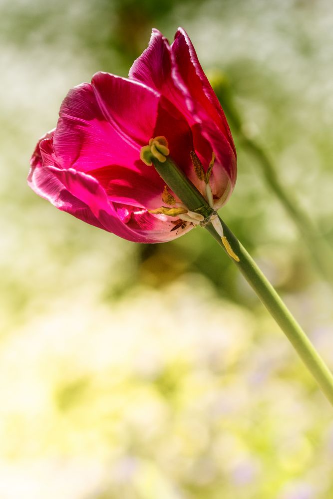 Die Tulpenzeit geht zu Ende