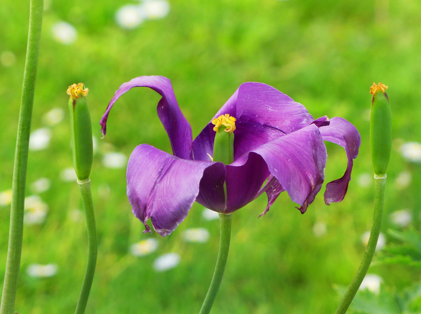 Die Tulpenzeit ist vorbei