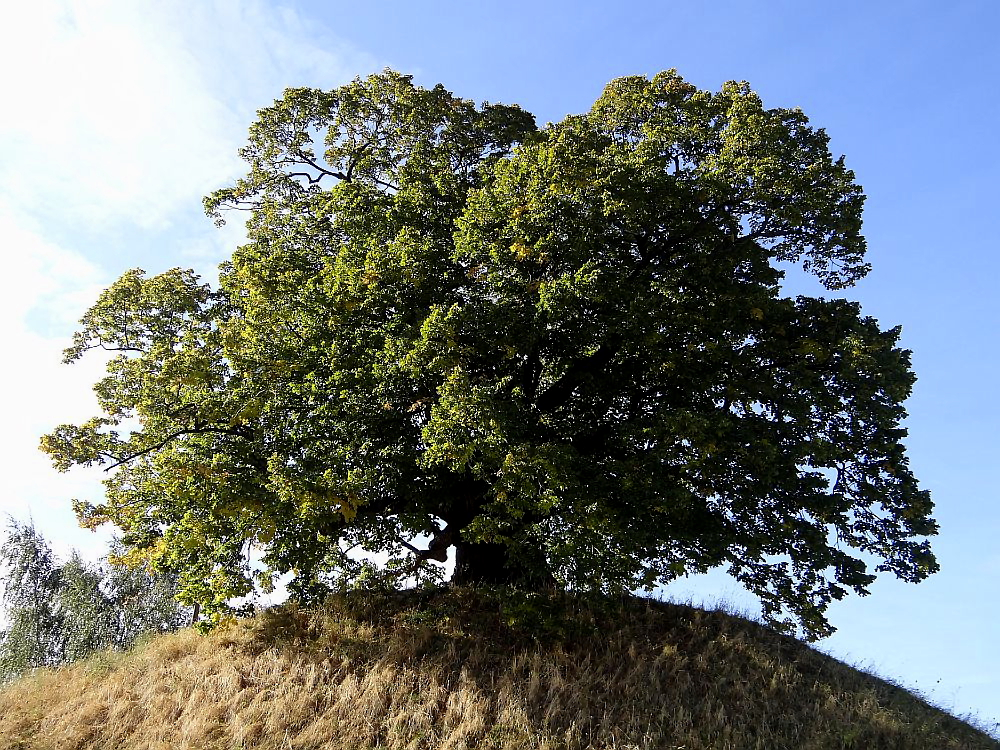 Die Tumulus Linde von Evessen