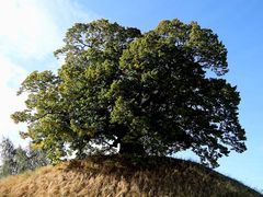 Die Tumulus Linde von Evessen