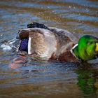 Die Turbo-Ente - oder - Headbangen bis der Arzt kommt