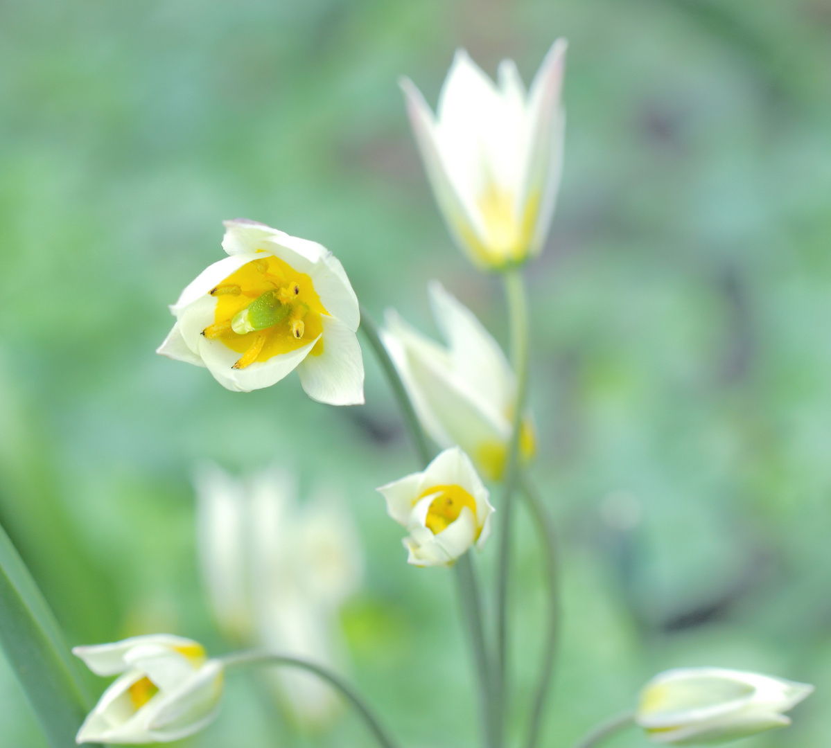 die turkestanische tulpe