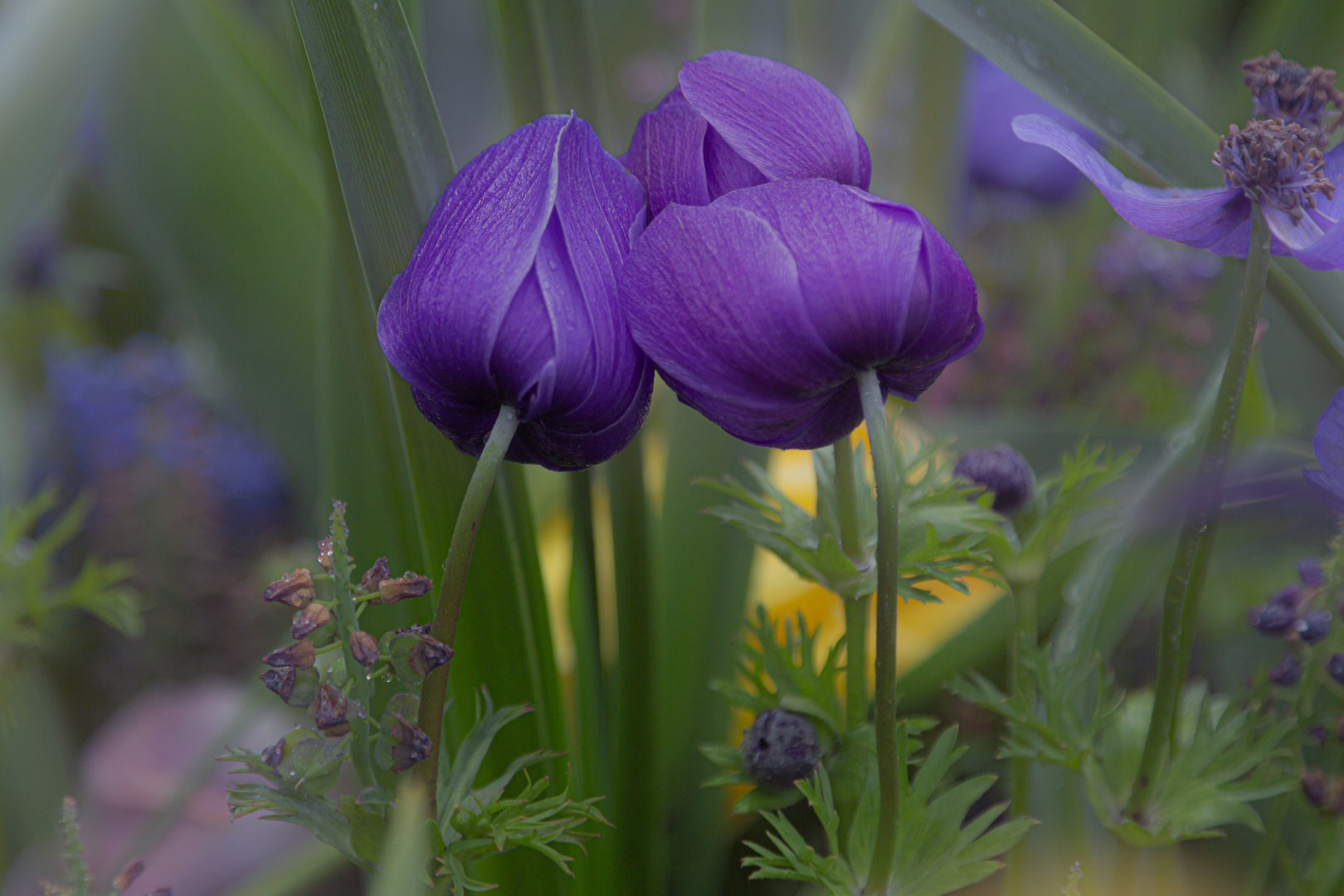 die tuschel tuschel blume