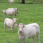 Die typischen Charolais-Rinder in der Nähe von Matour