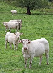 Die typischen Charolais-Rinder in der Nähe von Matour