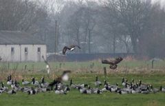 Die typischen Lebensräume für die Raufüße ...