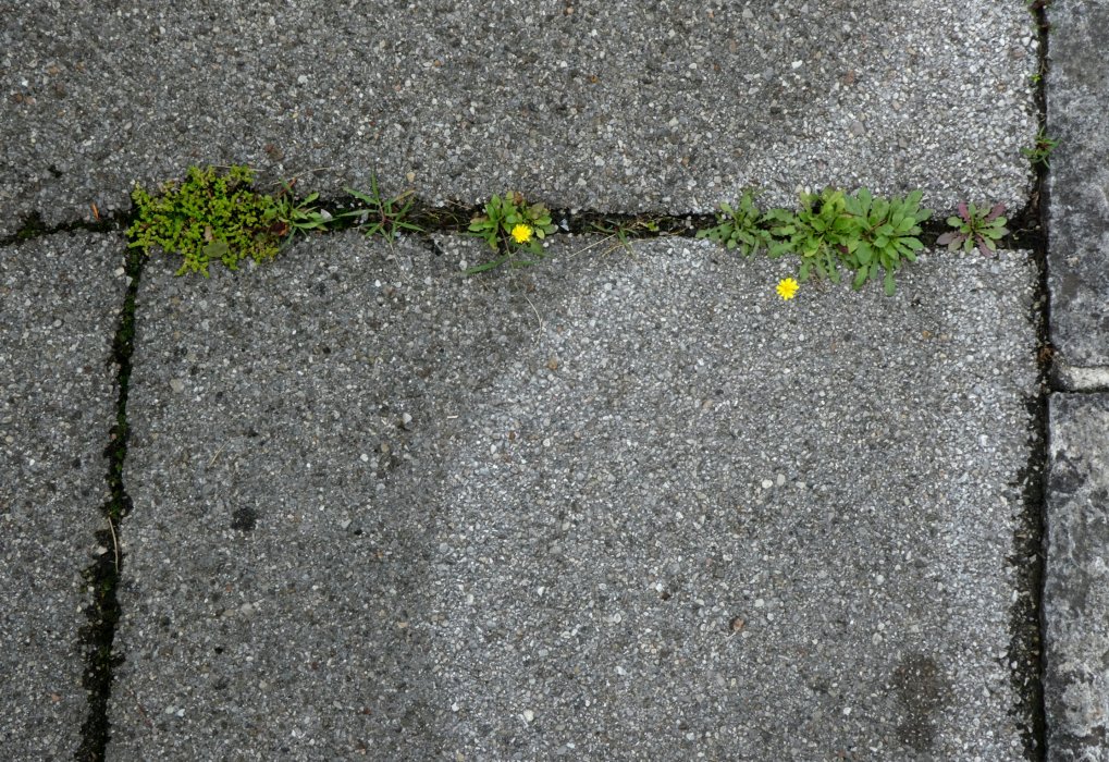 Die Typologie der Pflasterblumen.