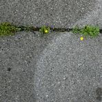 Die Typologie der Pflasterblumen.