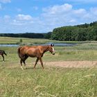 Die Uckermark