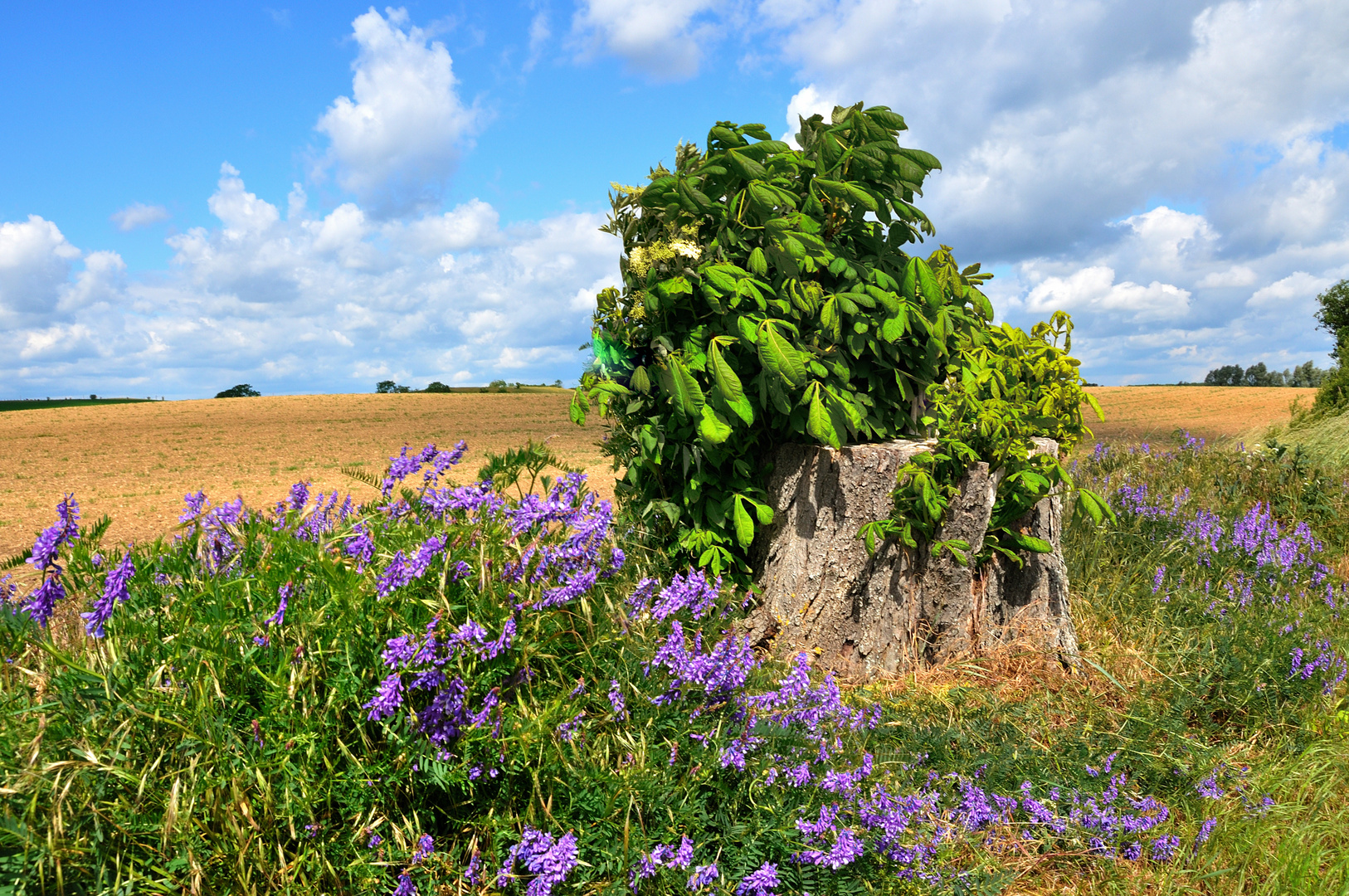 Die Uckermark ist  bunt!