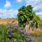 Die Uckermark ist  bunt!