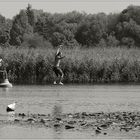 Die Über-das-Wasser-Läufer