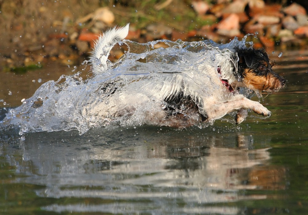 Die über das Wasser rennt ...