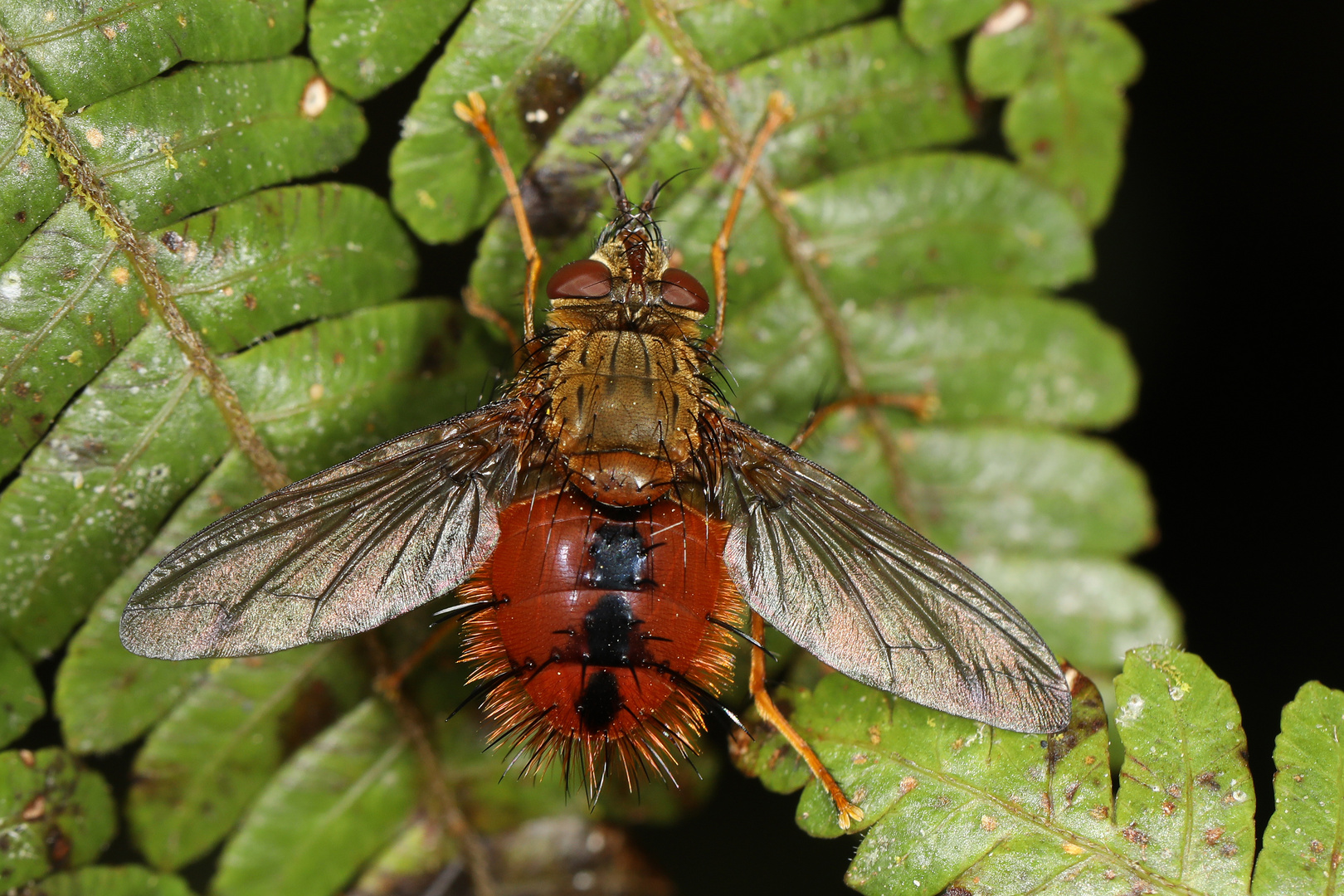 Die Überfliege Foto & Bild natur, fliegen, fliege Bilder auf