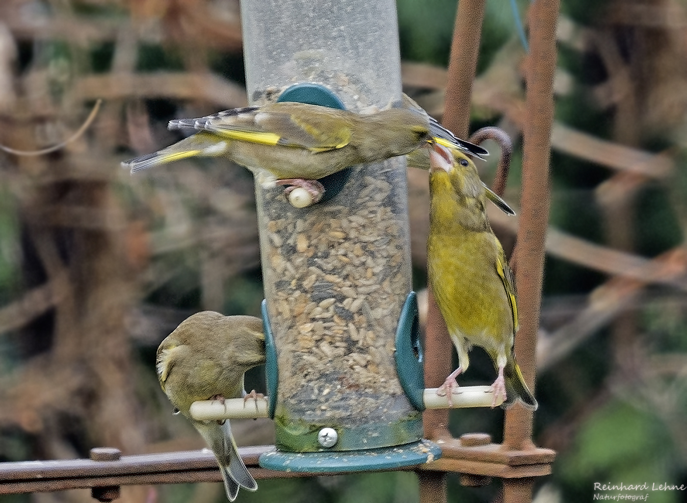 Die Übergabe Foto & Bild winter, natur, tele Bilder auf