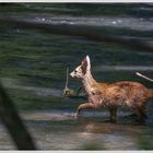 DIE Ueberraschung am Eisvogelansitz