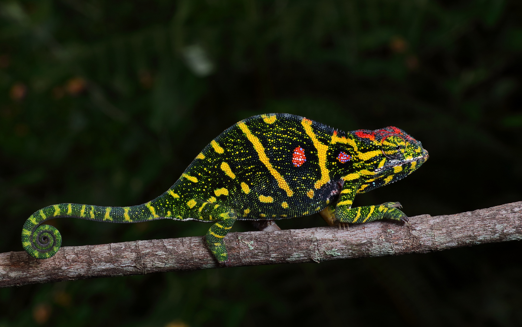 Die Überraschung! Furcifer minor