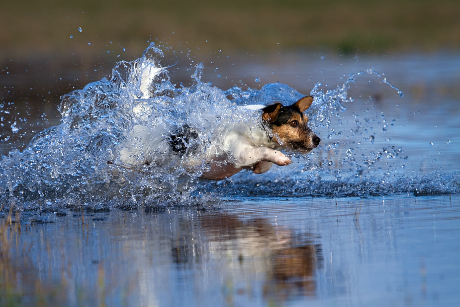 ...die übers Wasser fliegt...