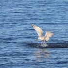 Die übers Wasser geht