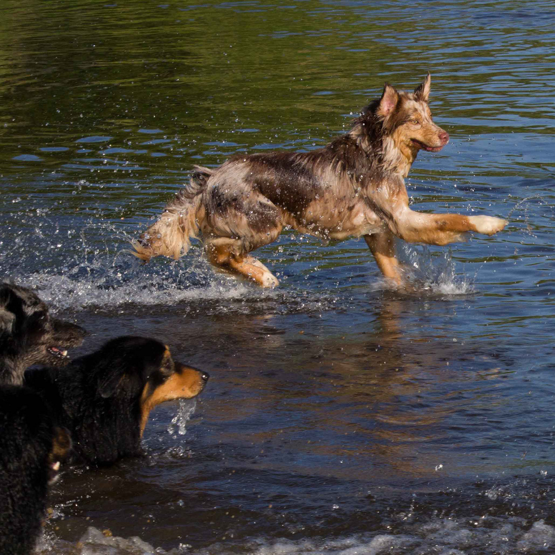 Die übers Wasser ging...