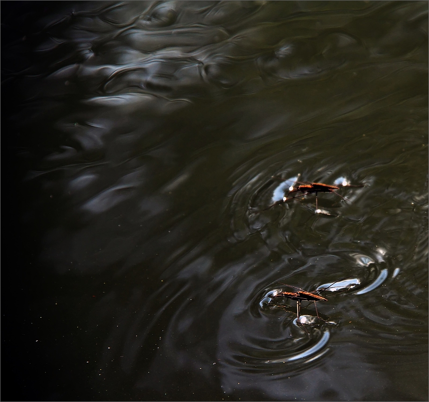 Die übers Wasser laufen...