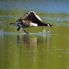 die übers Wasser laufen kann